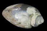 Polished, Chalcedony Replaced Gastropod Fossil - India #133527-1